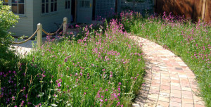 Wildflower Turf edging the brick path to a home studio